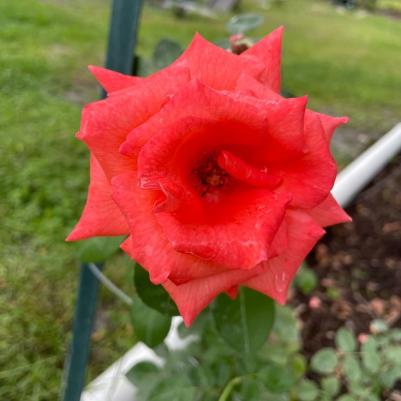 Meet your Posher, Angela - Picture 5 of 12